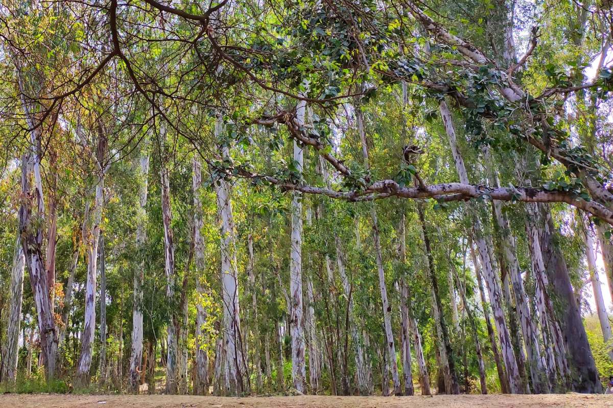 Indian authorities are moving forward with charges in a high-profile illegal logging case.