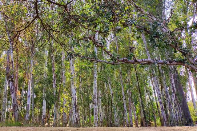 Indian authorities are moving forward with charges in a high-profile illegal logging case.