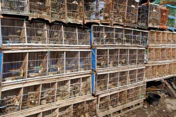 Scientists have turned to a century-old scientific technique to help stop illegal wildlife trafficking.