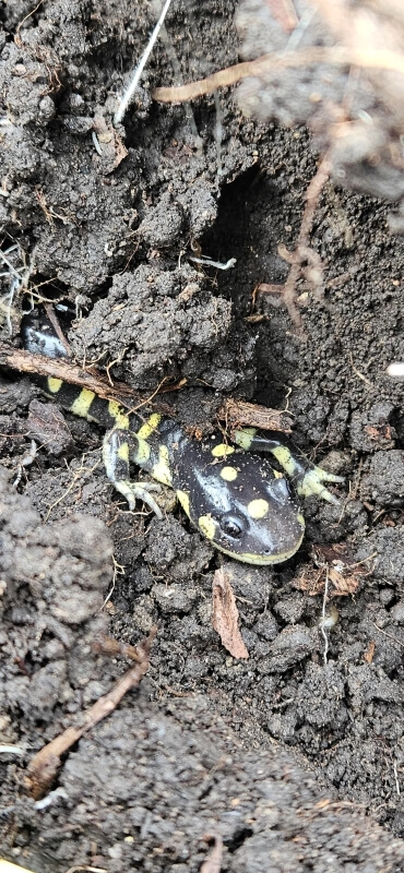 One lucky gardener shared photos of a California tiger salamander and some sharptail snakes while revamping their garden.