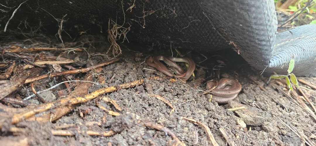 One lucky gardener shared photos of a California tiger salamander and some sharptail snakes while revamping their garden.