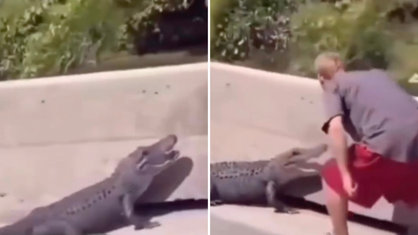 A viral video of an alligator encounter serves as a powerful lesson on why people shouldn't harass wildlife.