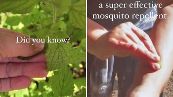 One gardener discovered that lemon balm's leaves could be used as an effective, natural mosquito repellent.
