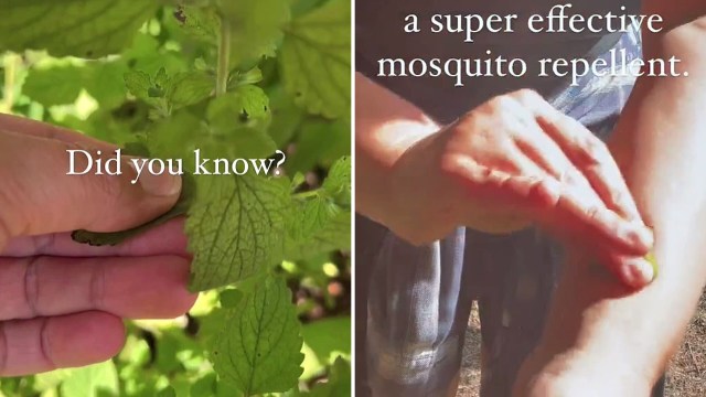 One gardener discovered that lemon balm's leaves could be used as an effective, natural mosquito repellent.