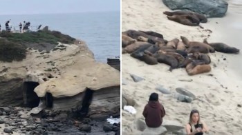 A viral TikTok shows a group of tourists crowding dangerously close to wild sea lions resting on a beach.