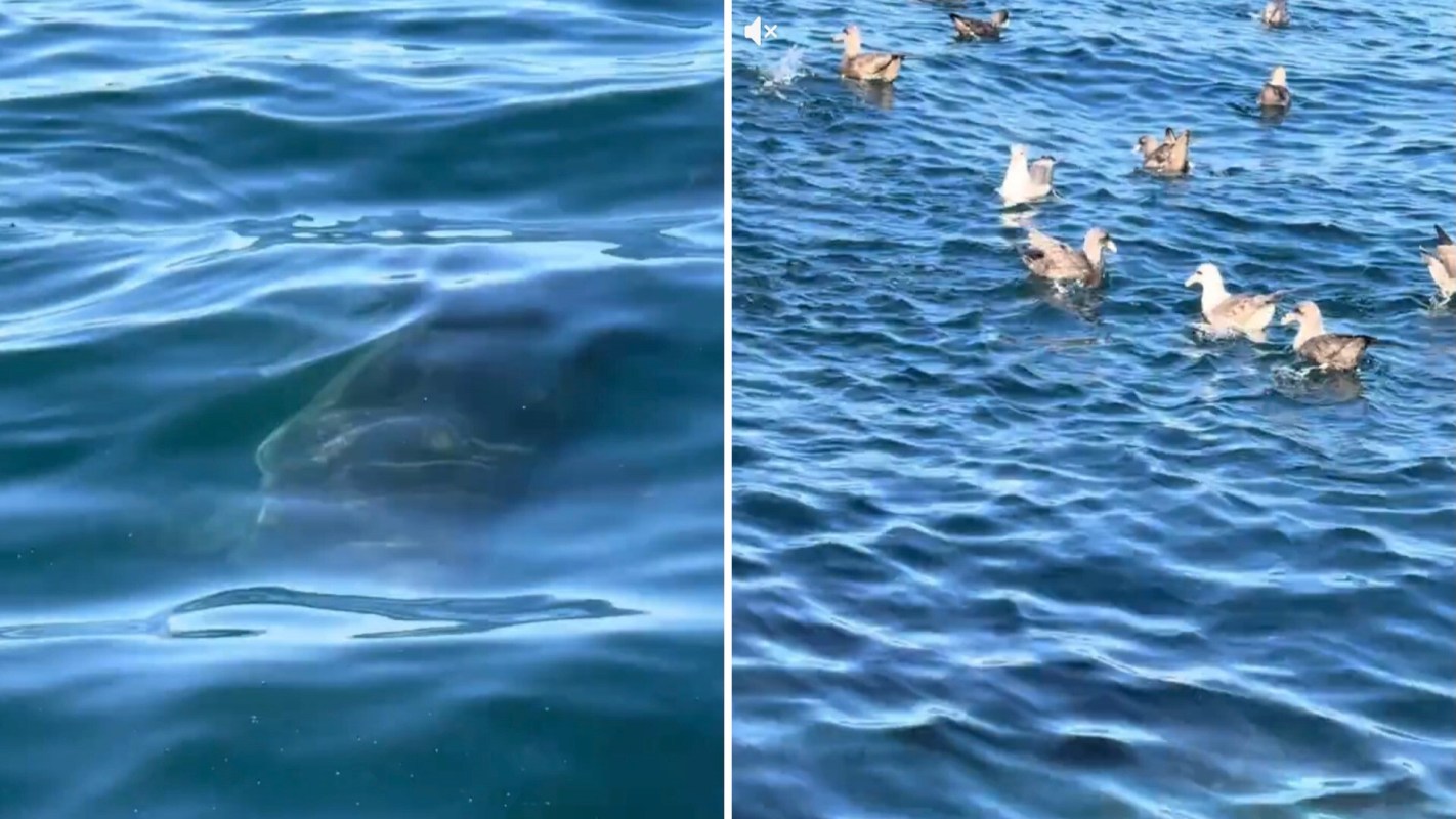 A TikToker captured the moment a white shark glided under his team's boat in the shallow waters of Monterey Bay.