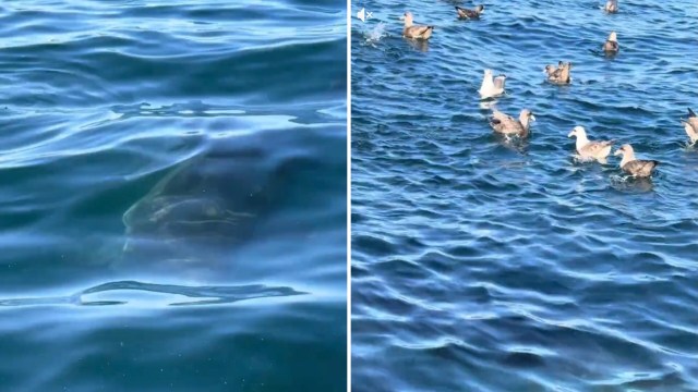 A TikToker captured the moment a white shark glided under his team's boat in the shallow waters of Monterey Bay.