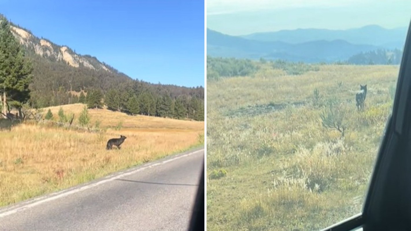 A seasonal Yellowstone worker shared a video of a wolf crossing the road in the national park.