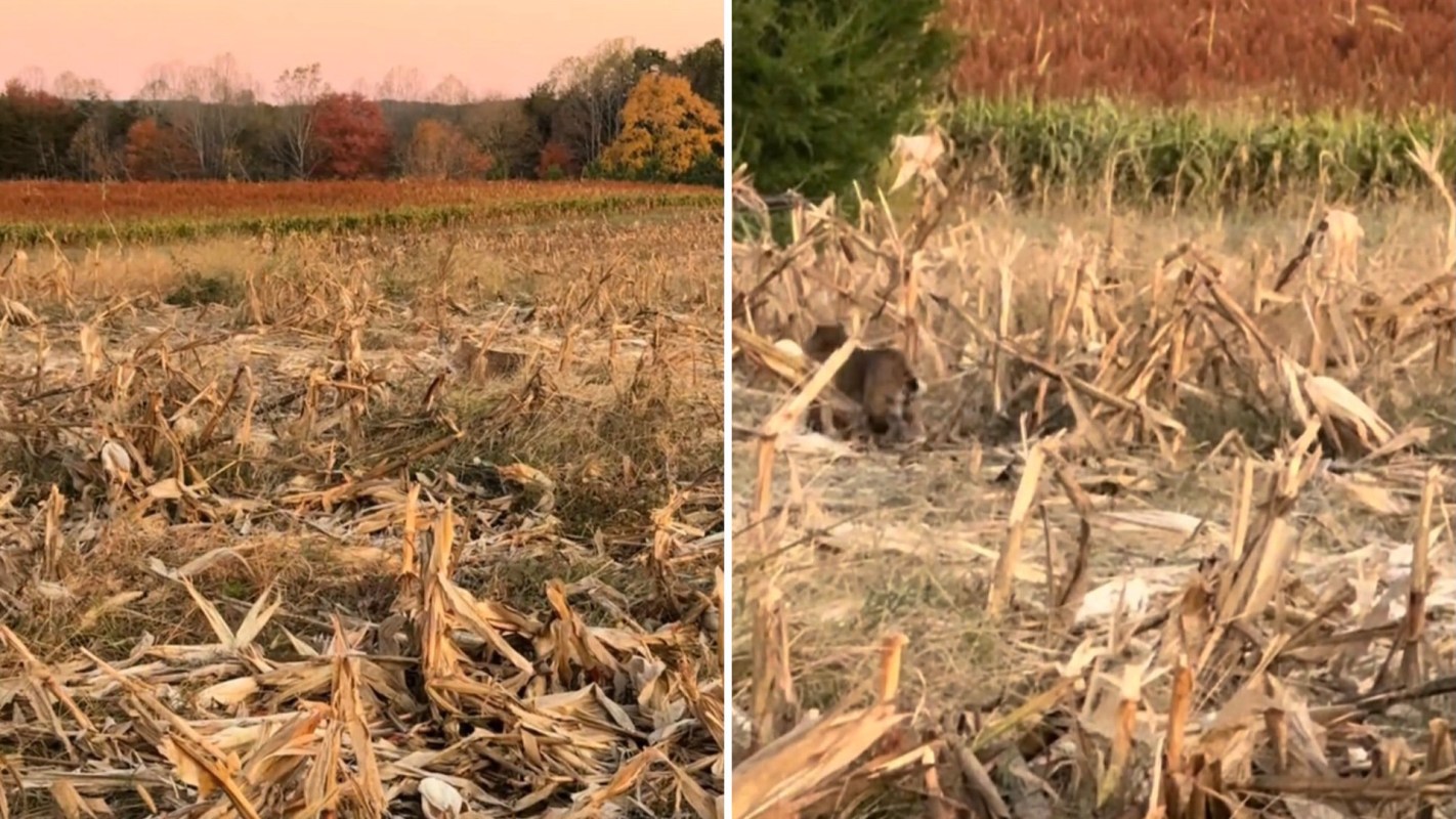 A TikToker shared their "most notable wildlife moment of the year" from a "daily country road commute" in Virginia, featuring a bobcat.