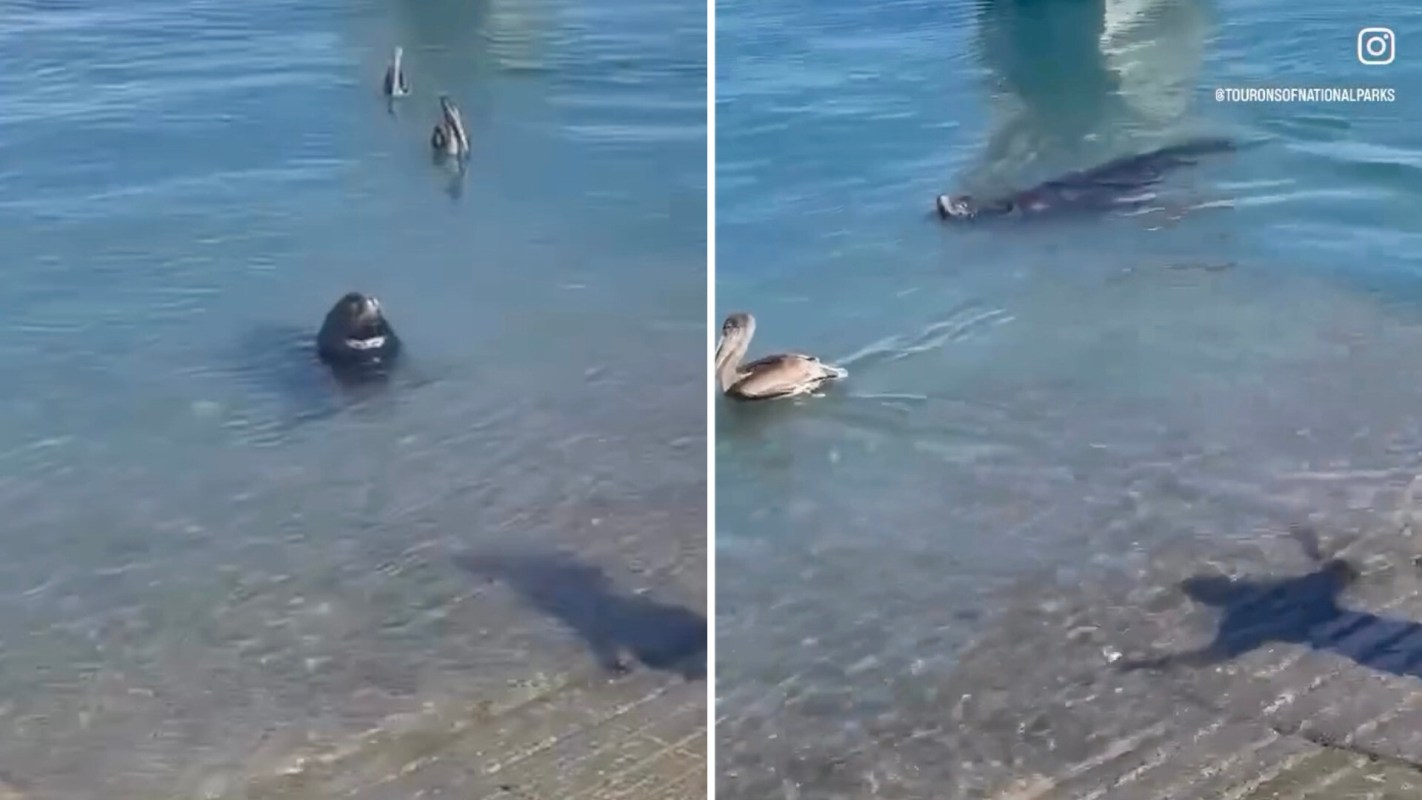 A video of a man harassing a sea lion at a boat ramp led to widespread criticism of his thoughtless and dangerous actions.
