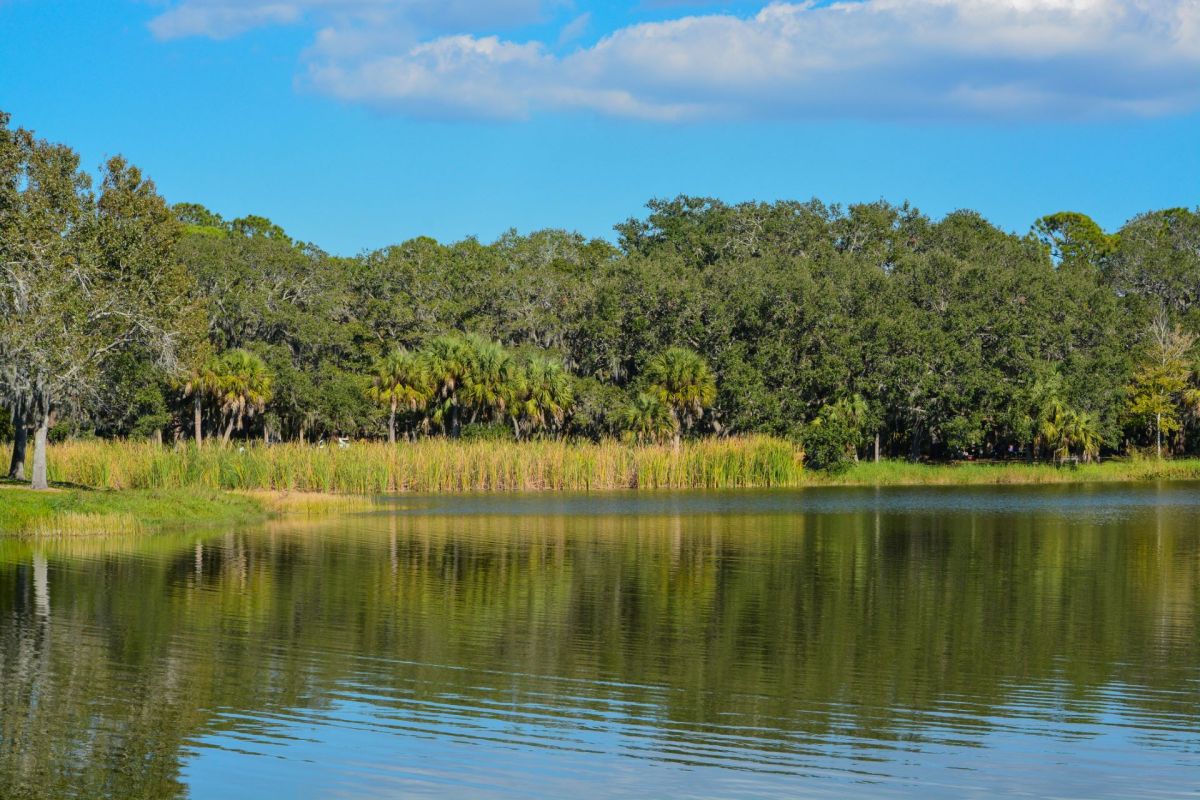 Invasive plant species are quietly causing serious damage to Florida's natural ecosystems.