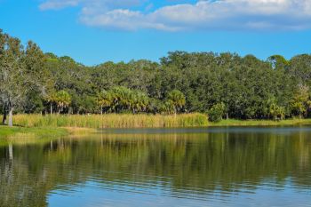 Invasive plant species are quietly causing serious damage to Florida's natural ecosystems.