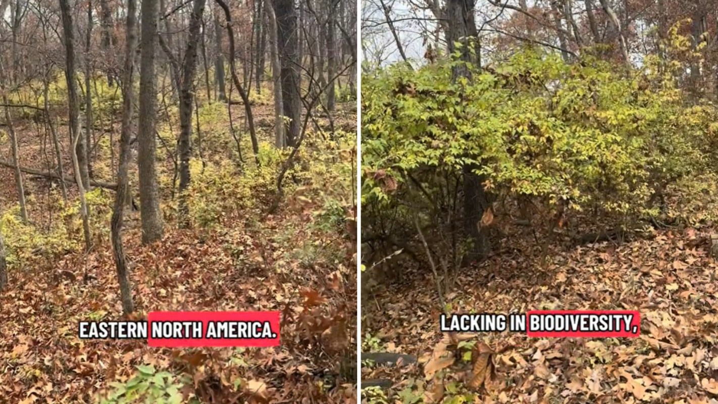 One mom shared a TikTok video to raise awareness about the damaging effects of invasive species on local forests.