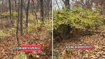 One mom shared a TikTok video to raise awareness about the damaging effects of invasive species on local forests.