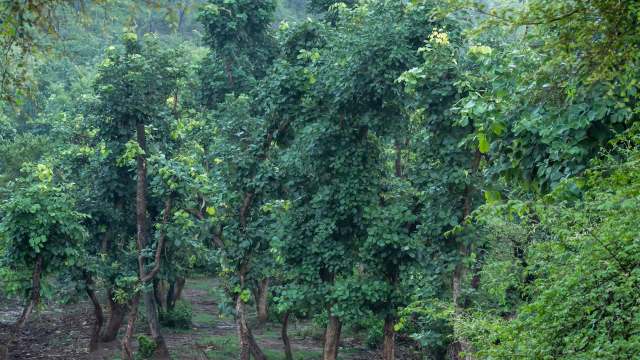 The study concluded that almost two-thirds of natural habitats in India were hosting 11 major invasive plants.