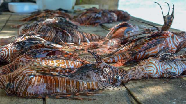 The growing "invasivorism" movement is encouraging people to help restore ecological balance by eating invasive species.