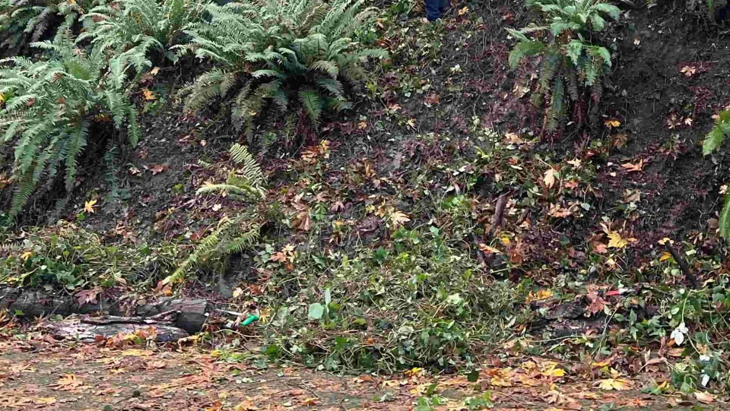 One Redditor shared photos and reflections from their first-ever ivy-pulling event in Forest Park.