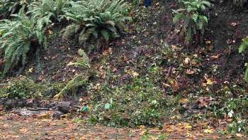 One Redditor shared photos and reflections from their first-ever ivy-pulling event in Forest Park.