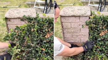 One gardener shared a clever hack for removing invasive ivy from a brick wall without herbicides or expensive tools.