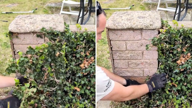 One gardener shared a clever hack for removing invasive ivy from a brick wall without herbicides or expensive tools.