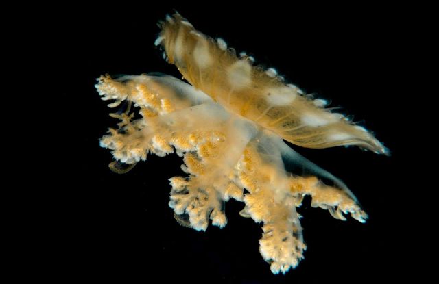 Researchers at Bar-Ilan University discovered one of the biggest reasons why animals rest and sleep, courtesy of looking at jellyfish.