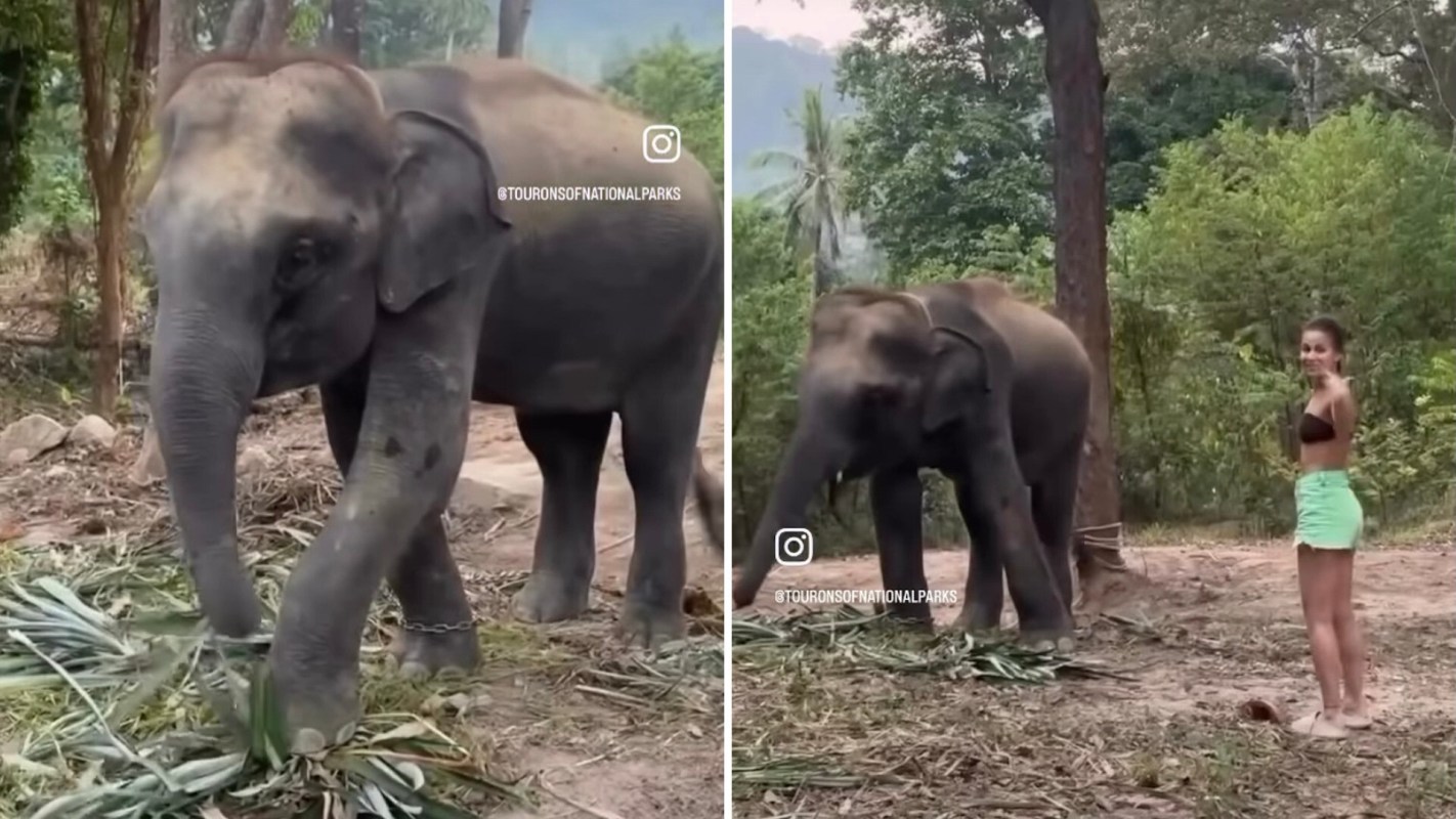One tourist became an unfortunate example of why you shouldn't joke with wildlife after an elephant pushed her over.