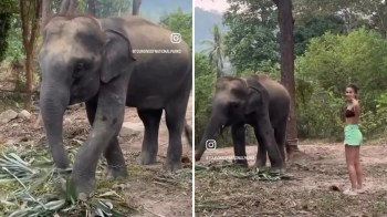One tourist became an unfortunate example of why you shouldn't joke with wildlife after an elephant pushed her over.