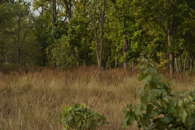 Officials in eastern India uncovered a wildlife trafficking network during a seizure of a red sand boa.