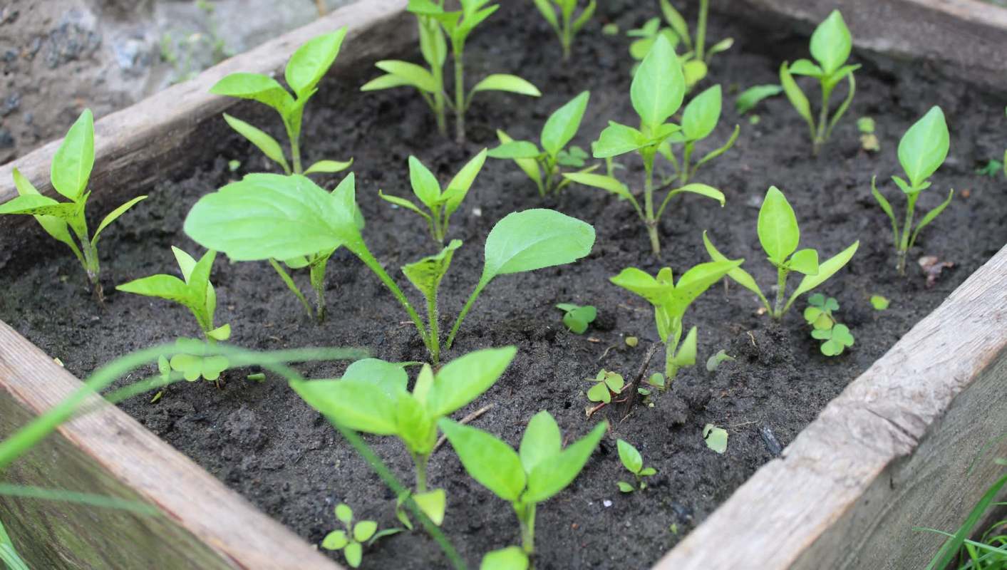 One gardener's Reddit post shows how to use dead leaves to naturally clear grass and create space for a native plant bed.