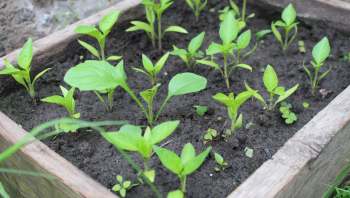 One gardener's Reddit post shows how to use dead leaves to naturally clear grass and create space for a native plant bed.