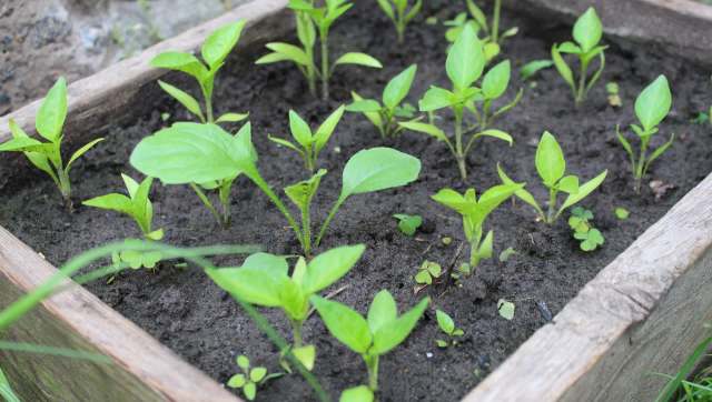 One gardener's Reddit post shows how to use dead leaves to naturally clear grass and create space for a native plant bed.
