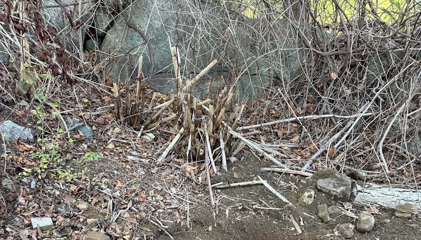 One Redditor shared their fight against an invasive knotweed plant, posting three photos of themselves digging it out.