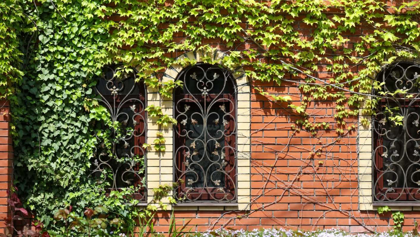 Kudzu may look like a harmless leafy green vine, but this deceptively invasive plant will ruin your garden.