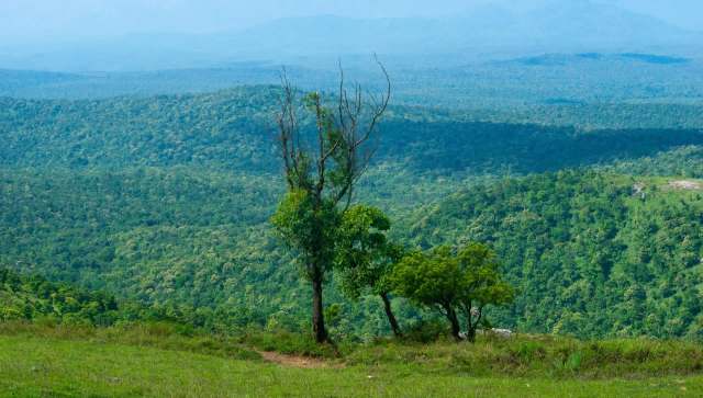 Officials at the Bandipur Tiger Reserve have been dealing with an influx of lantana, an invasive shrub.