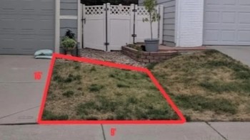 One Colorado homeowner got their HOA's approval for native plant lawns.