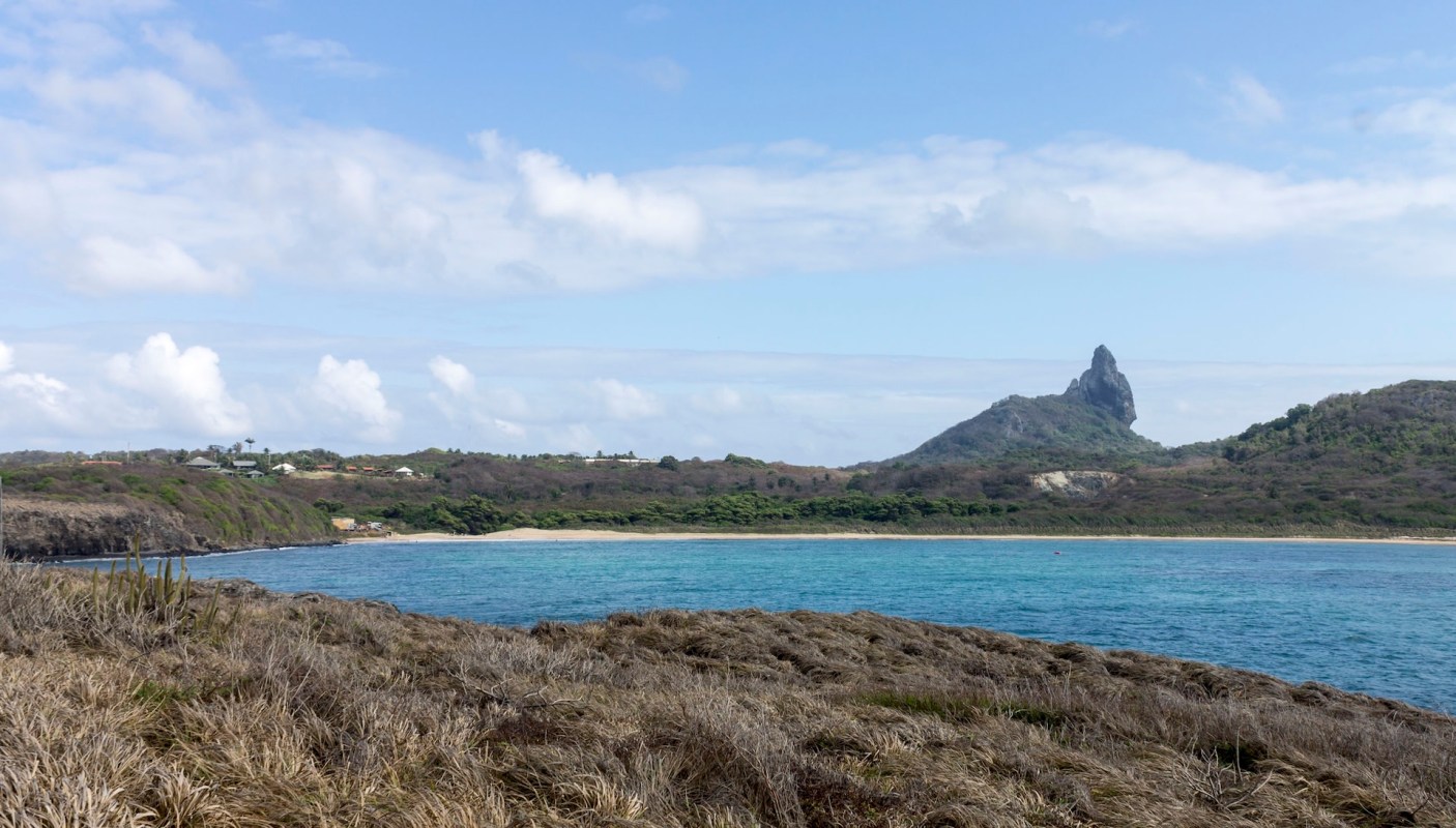 Research has found that lemon sharks, a large shark species, seek out invasive freshwater fish to prey on.