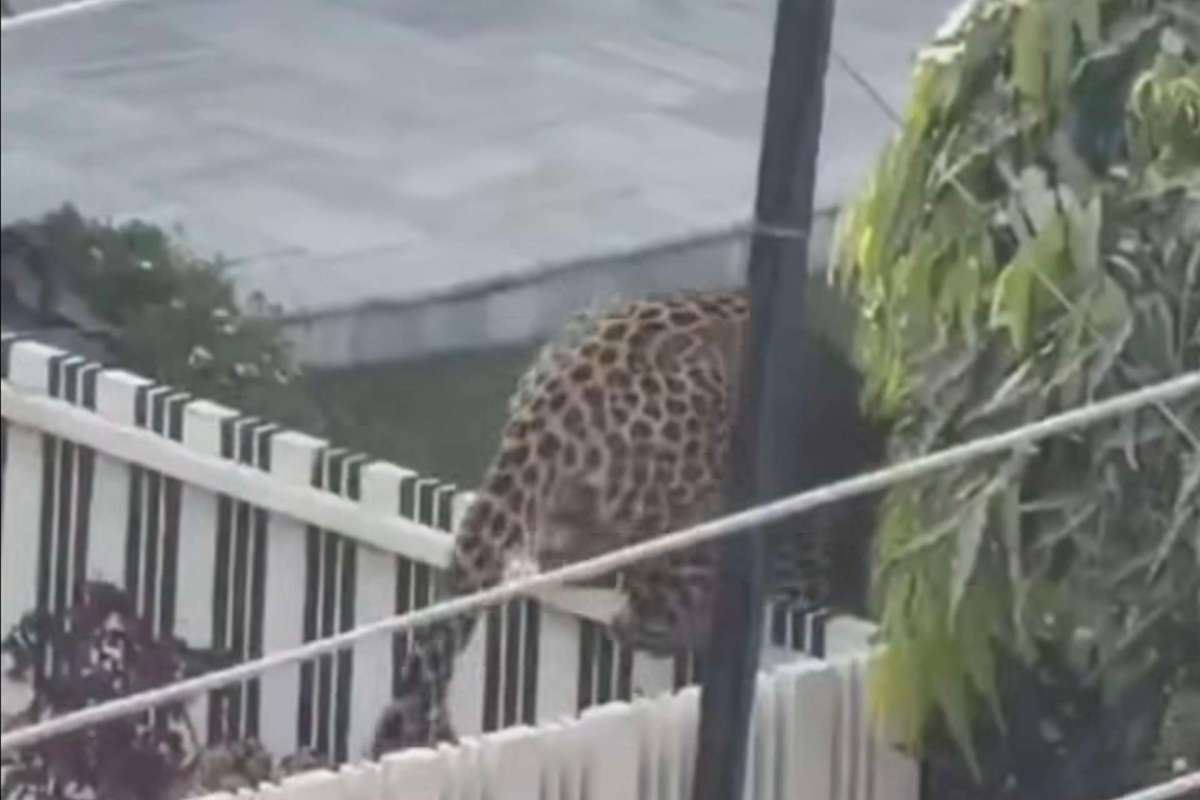 Residents of Panchkula, an upscale city in northern India, were on high alert after a leopard sighting.