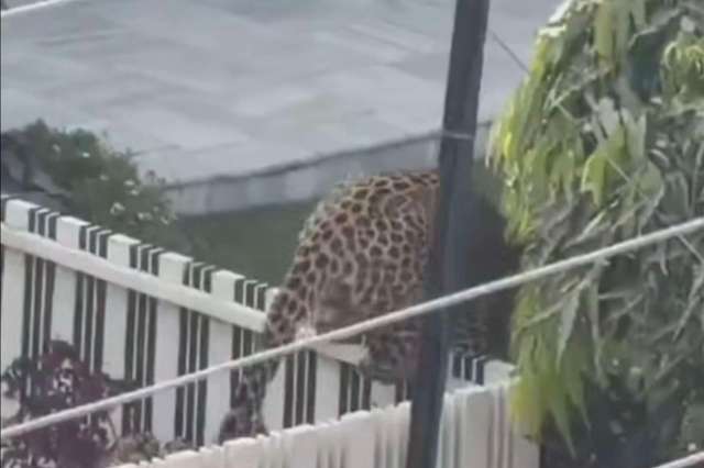 Residents of Panchkula, an upscale city in northern India, were on high alert after a leopard sighting.