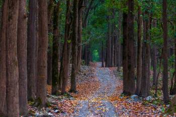 A leopard sighting in Pune, India, had residents on edge.