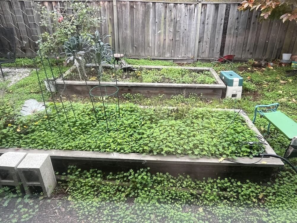 An r/bayarea user shared how frustrating it is dealing with an invasive species of oxalis in their garden.
