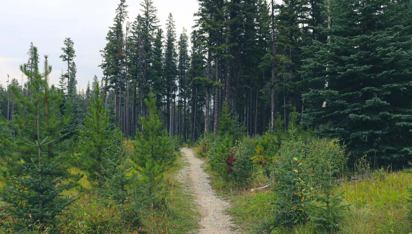 One Reddit user's powerful message against litter, showed an image of their deplorable littering experience in a forest.