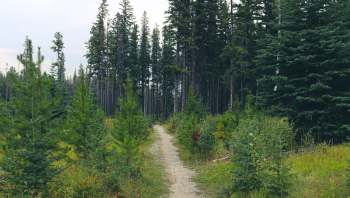 One Reddit user's powerful message against litter, showed an image of their deplorable littering experience in a forest.