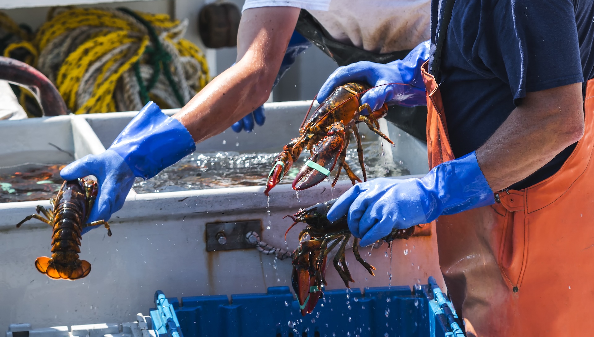 New report raises red flags on looming threat that could devastate global seafood industry: 'Adaptation is not optional'