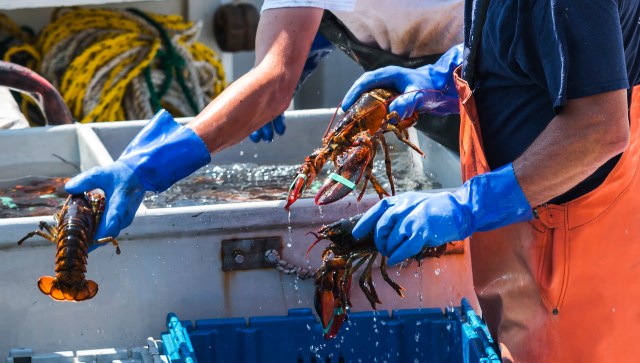 The report, Catch It Like It's Hot, outlines how rising ocean temperatures are going to be a massive problem for the seafood industry.