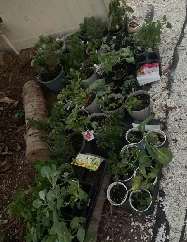 A gardener hit the jackpot in an unexpected location — a Lowe's dumpster — scoring basil, a whole flat of habaneros, some cabbage and broccoli.
