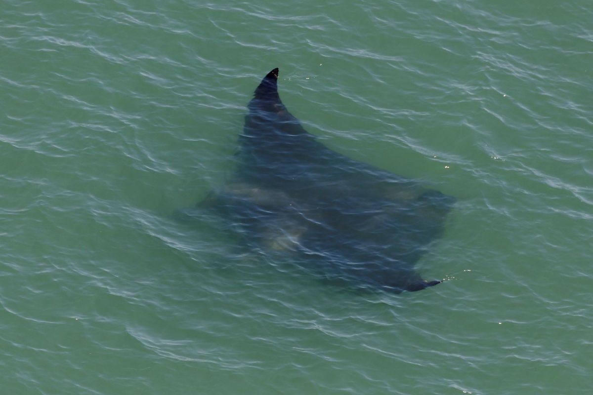 Manta rays living in Florida's waters provide great benefits to other marine life and even create mobile ecosystems.