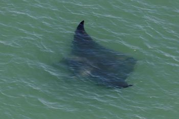 Manta rays living in Florida's waters provide great benefits to other marine life and even create mobile ecosystems.