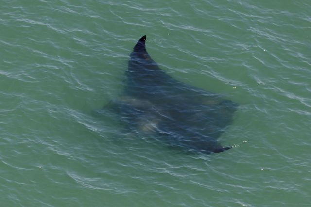 Manta rays living in Florida's waters provide great benefits to other marine life and even create mobile ecosystems.