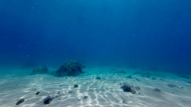 A new study found that copepods are moving microplastics deep into the ocean, raising concerns about the marine food web.