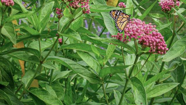 Scientists and conservationists are raising concerns as familiar animals struggle amid rapidly shifting conditions.